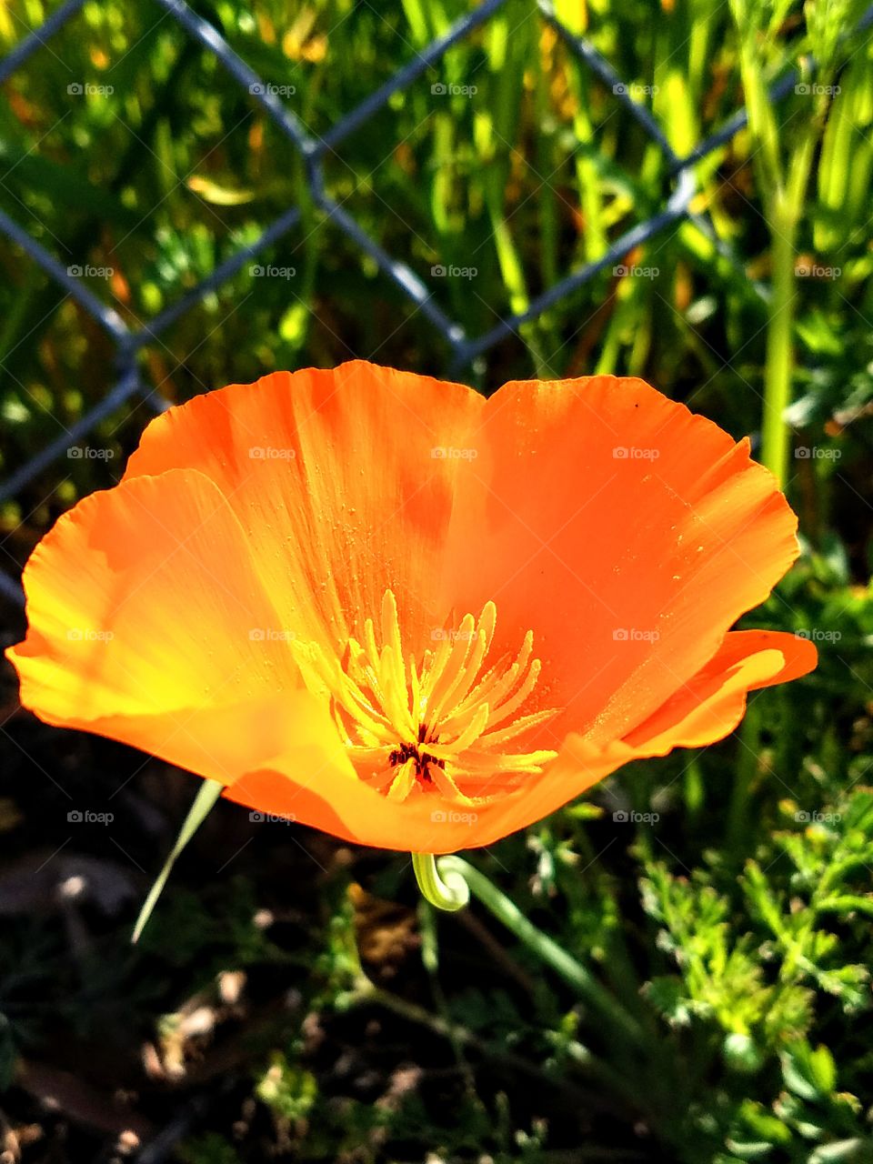 California Poppy