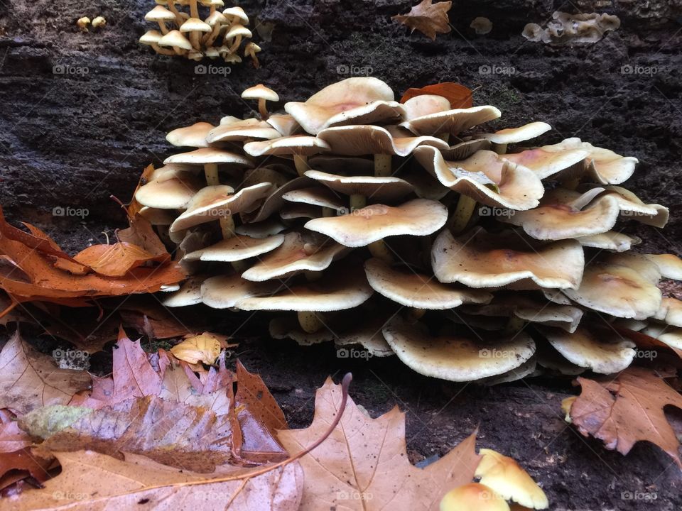 Mushrooms in the park