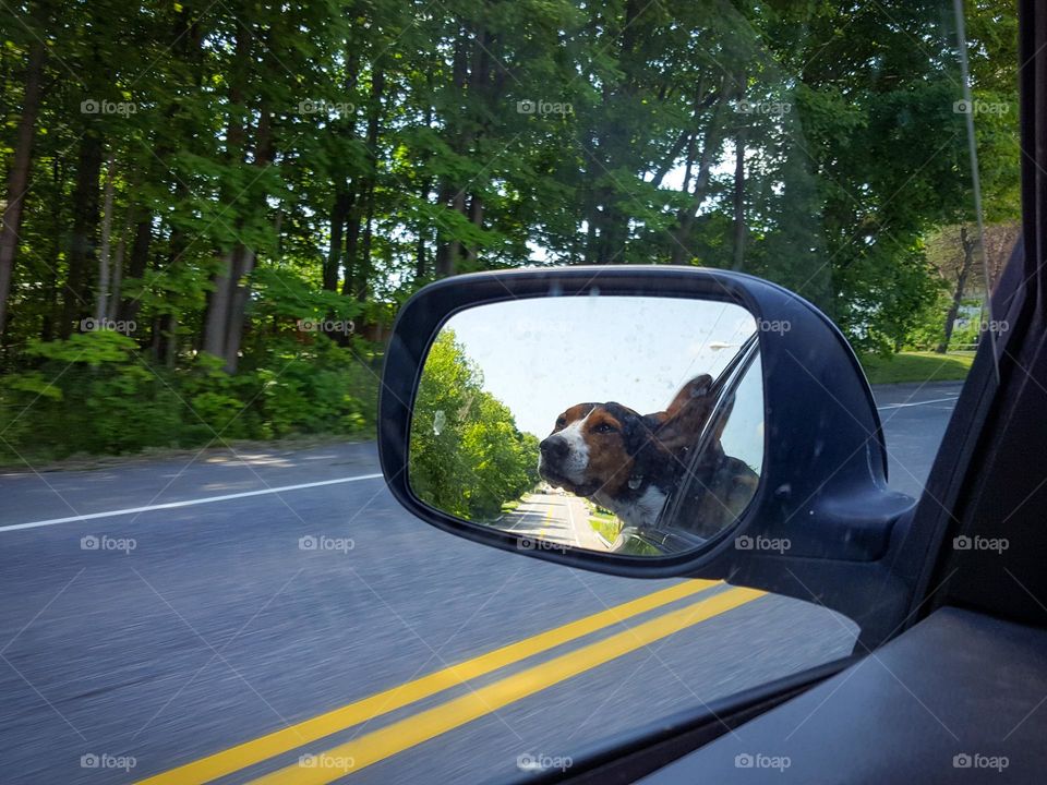 Dog Loves Car Rides