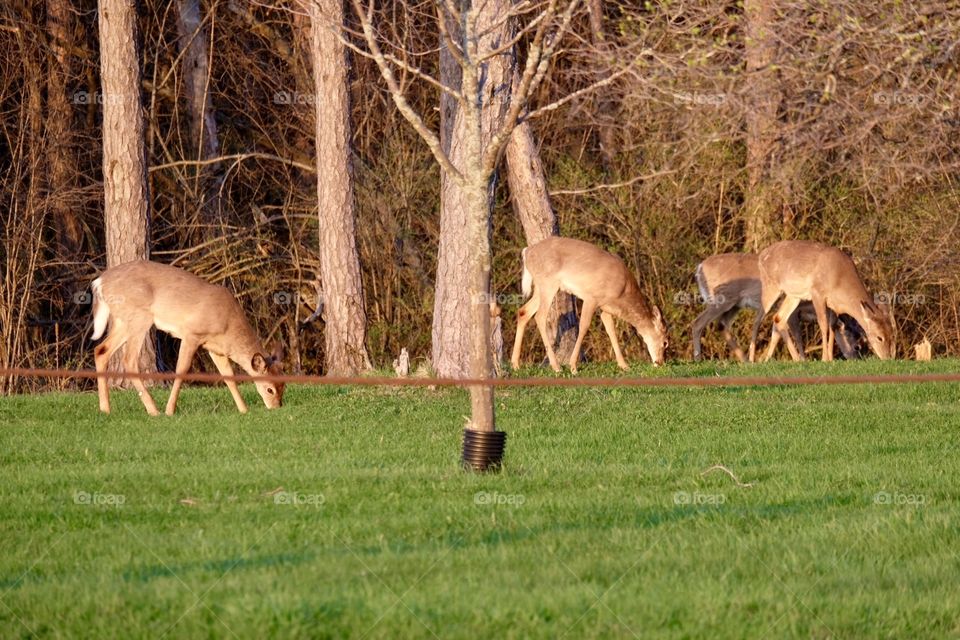 Family of deer grazing in the park