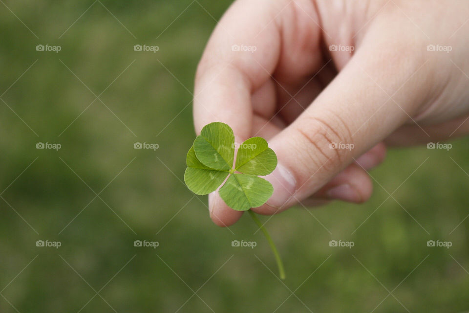 Four leaves clove