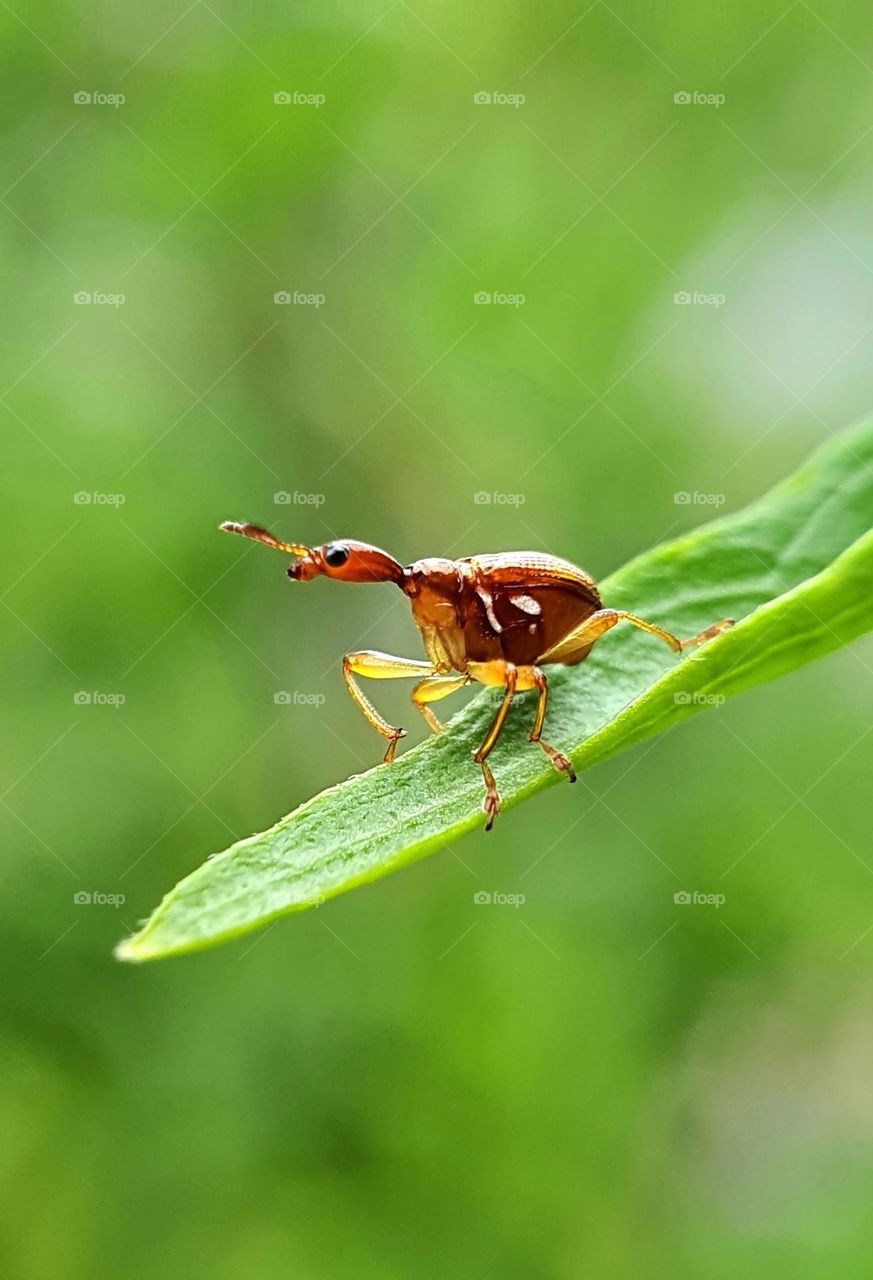 Giraffe Weevils