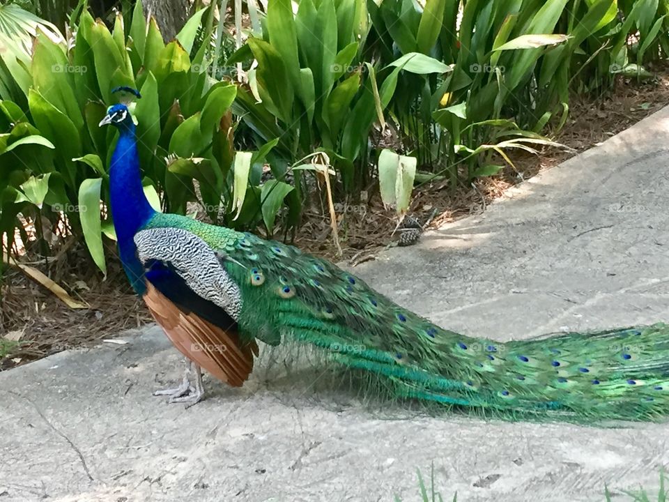 Male Peacock 