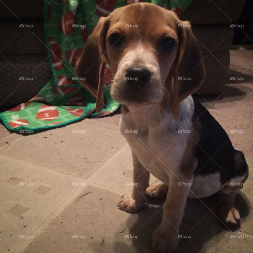 Awe sweet little Ginger 