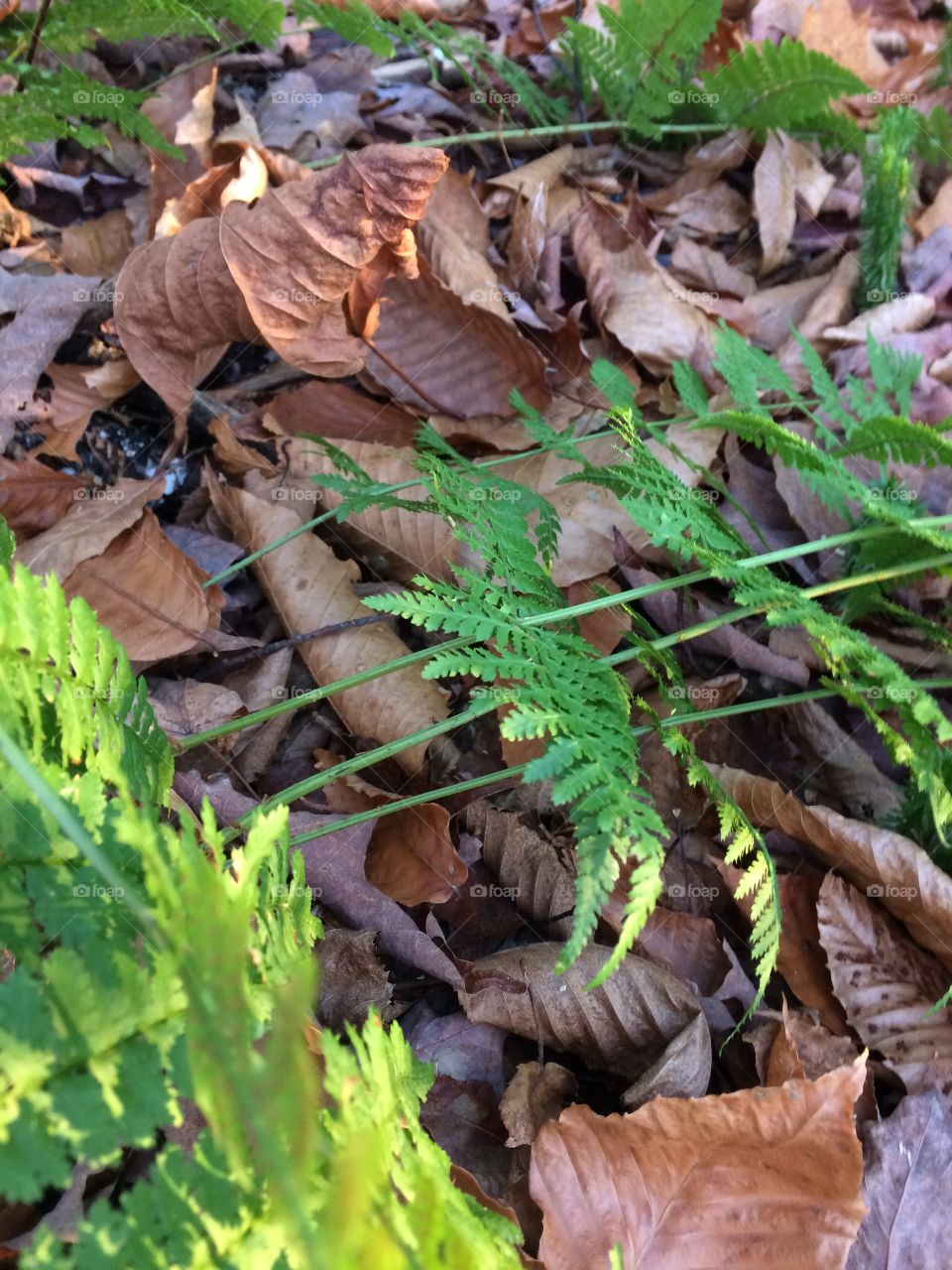 Ferns and leafs