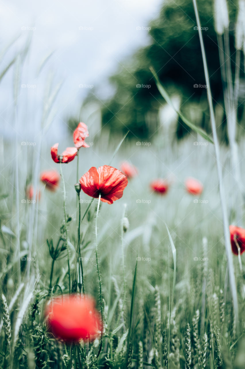 poppy field