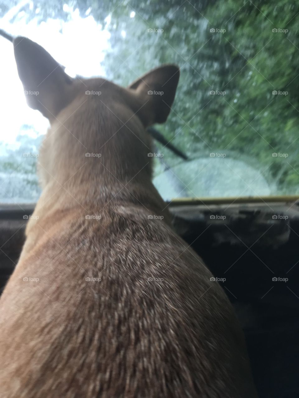 Sandy deer head chihuahua as eager passenger. It is a view of it from behind with the windscreen of a dirty old Land Rover.