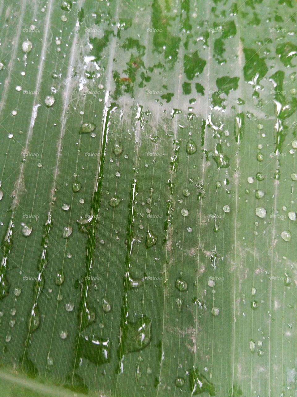 banana leaf with water droplets