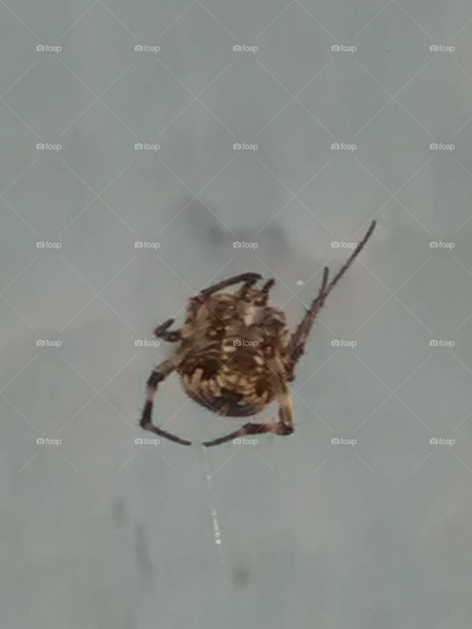 This is a very beautiful and very nice worker he is made leaving house of spider.