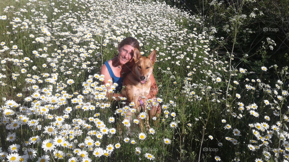 Daisy dog in the daisy field