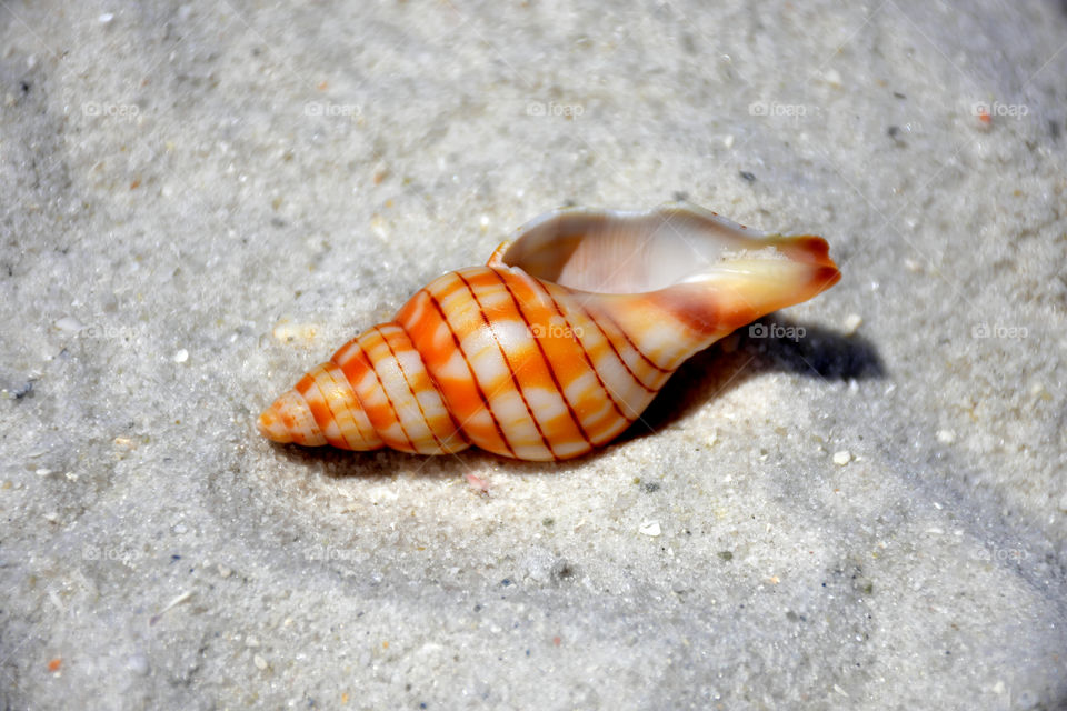 Close-up of conch shell on sand