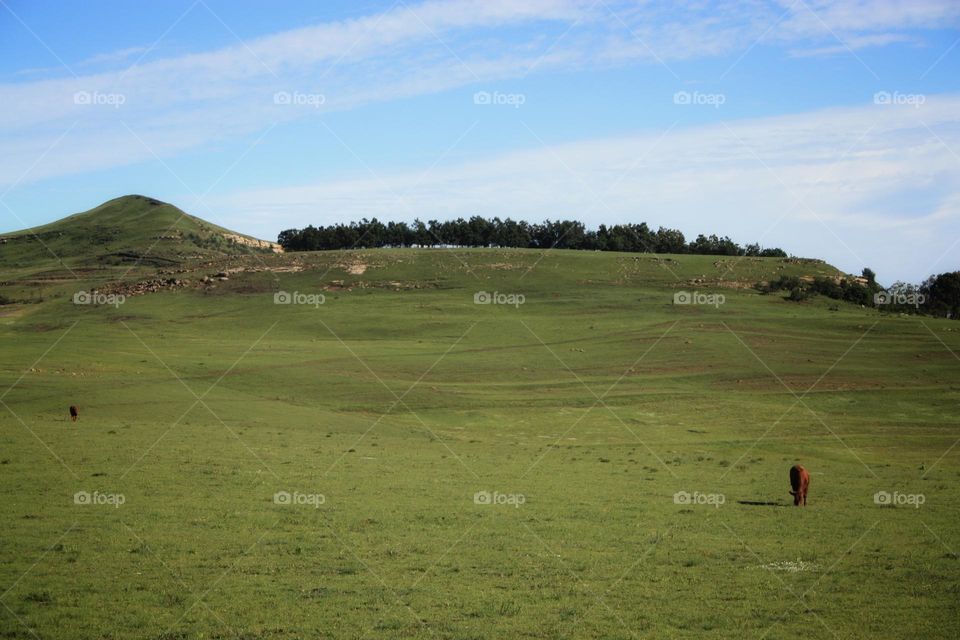 a cow in a meadow