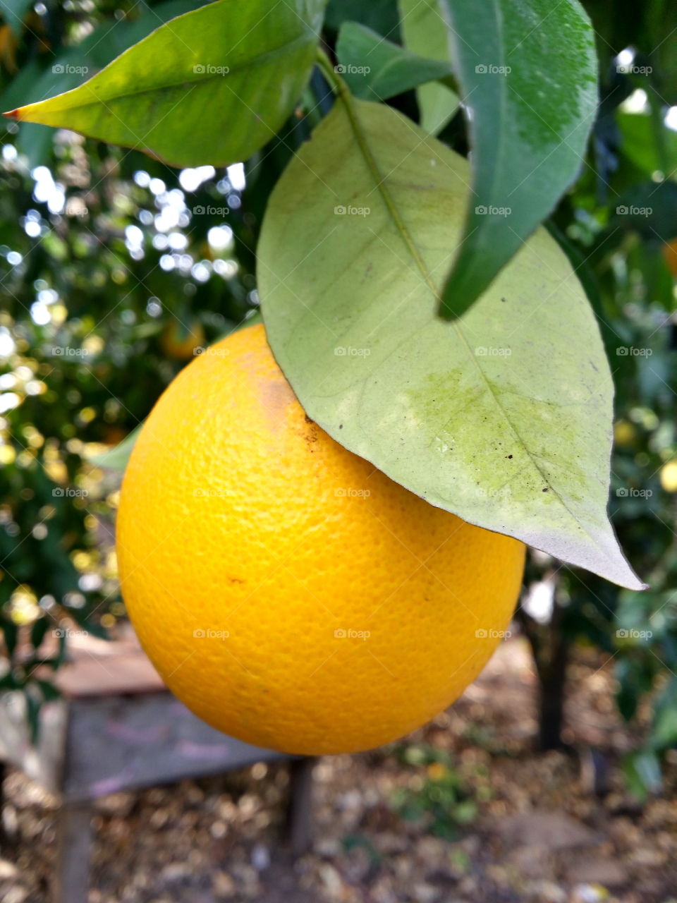 Citron Citrus Lemon