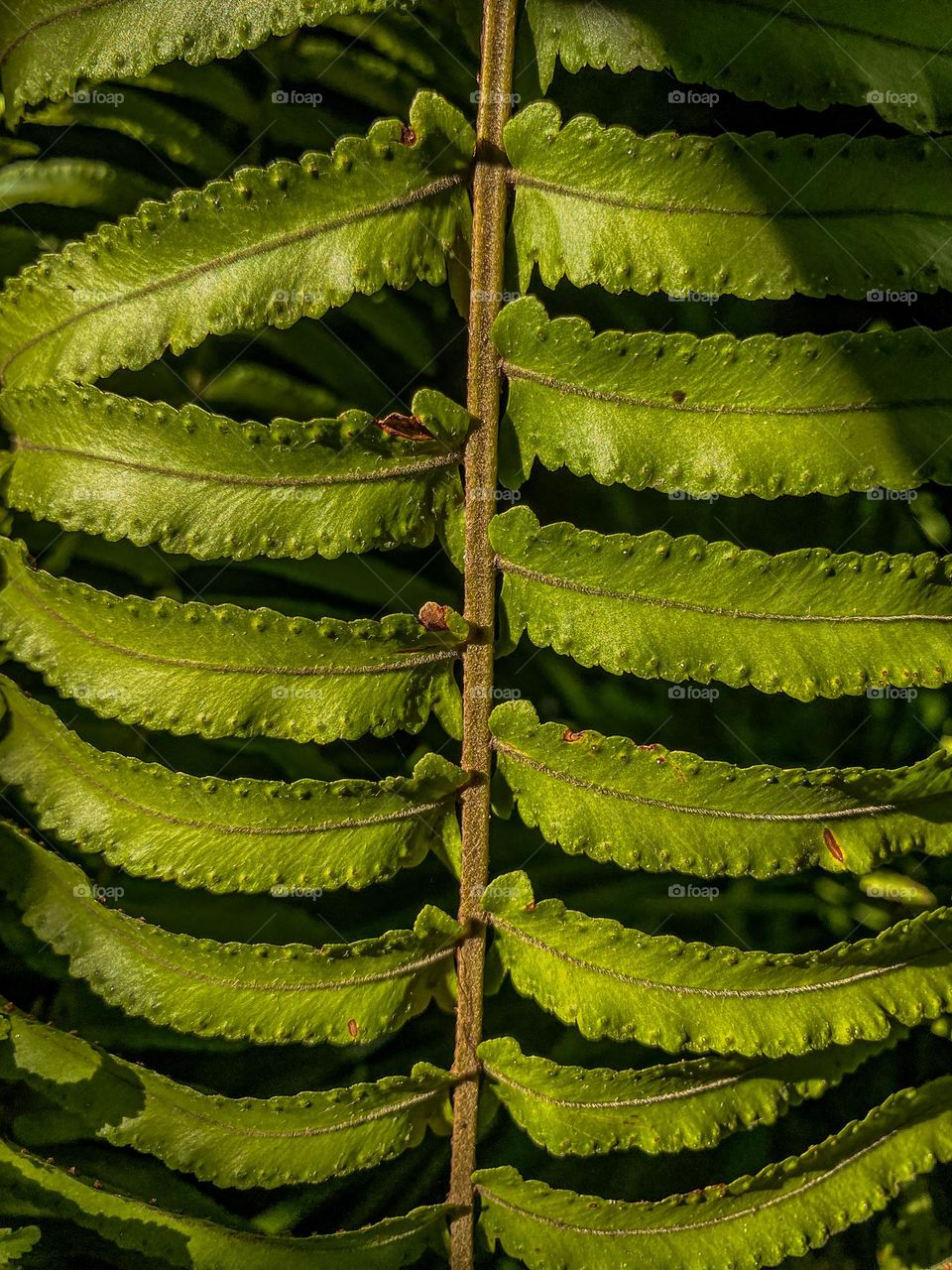 Wallpaper texture of leaves