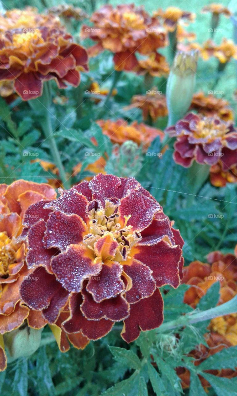 Dew on a marigold