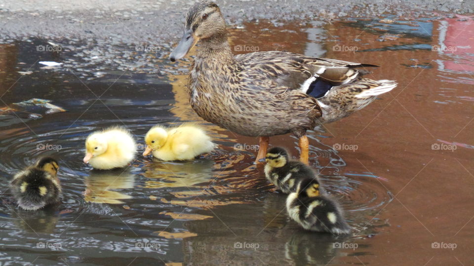 Ducklings and Mother Duck
wild mallard /
Anas platyrhynchos
The domestic duck, like other poultry species.
Mallards live in wetlands, eat water plants and small animals, and are social animals preferring to congregate in groups or flocks of varying sizes. This species is the main ancestor of most breeds of domesticated ducks.