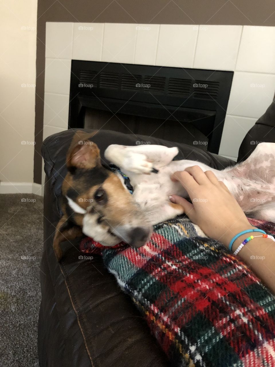 Belly rubs for Ellie Rae 