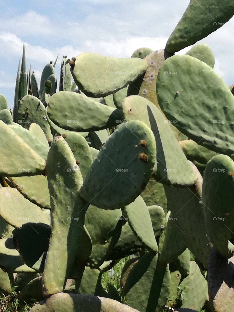 Prickly pear cactus