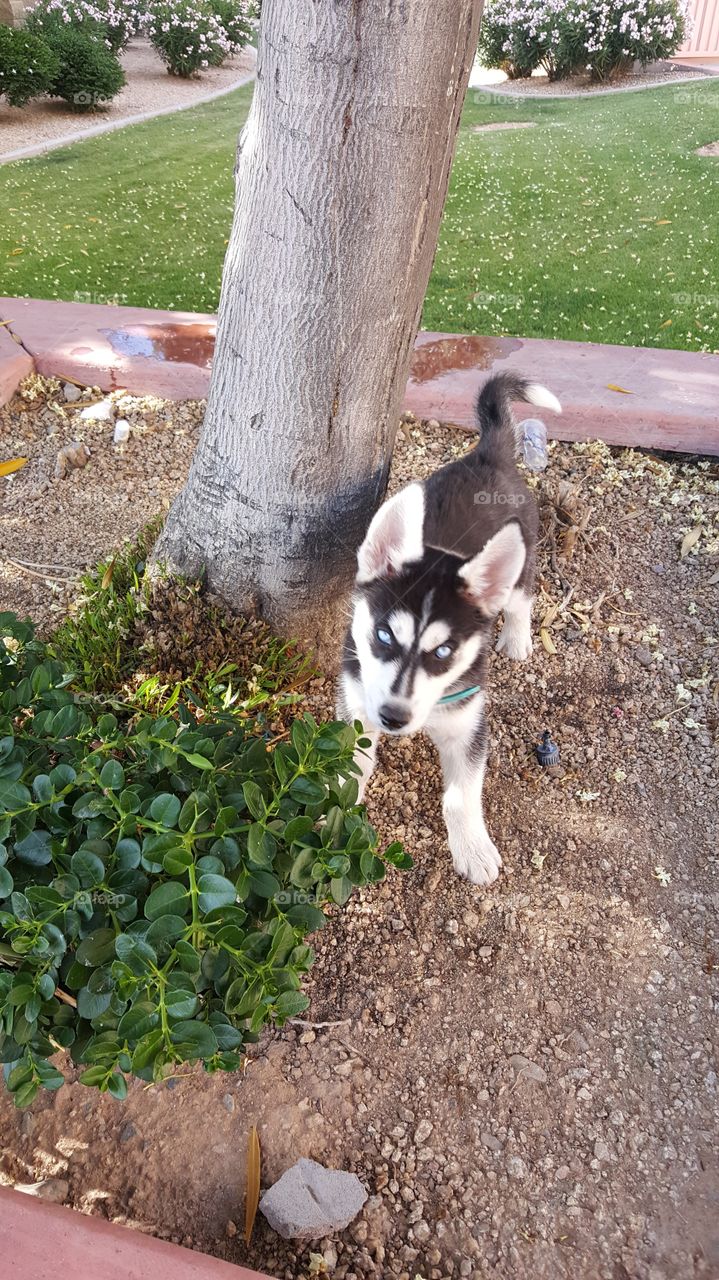 Picture of Dakota at 3 months thinking he owns the world, nothing gets him down. He's our joy so full of his own personality. Got to love the Siberian husky
 