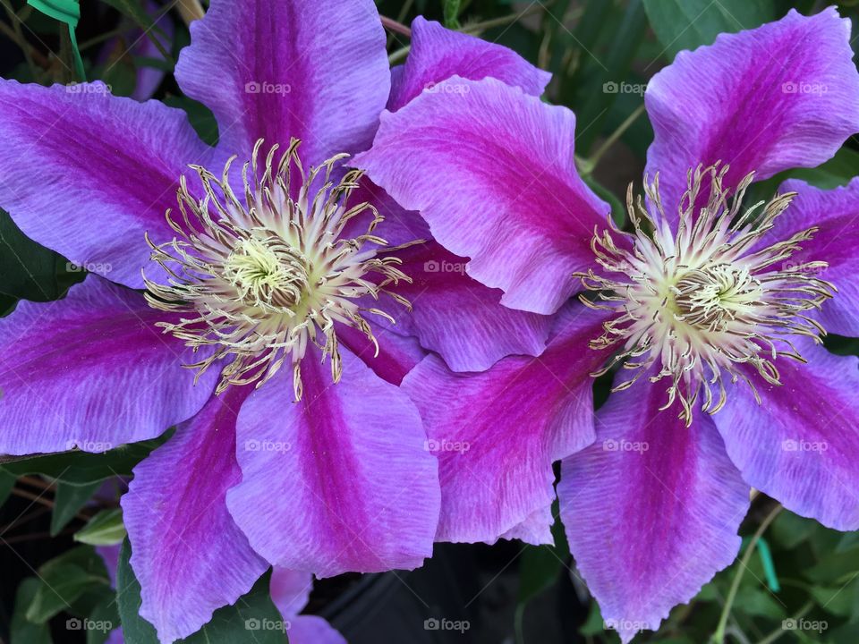 Clematis explosions