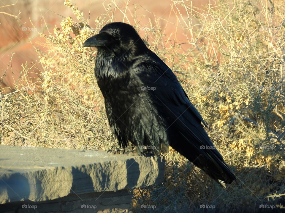 Black Raven. Big fat black Raven in Arizona 