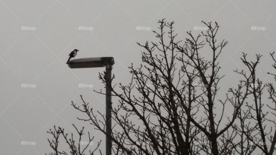 a magpie on a lamppost