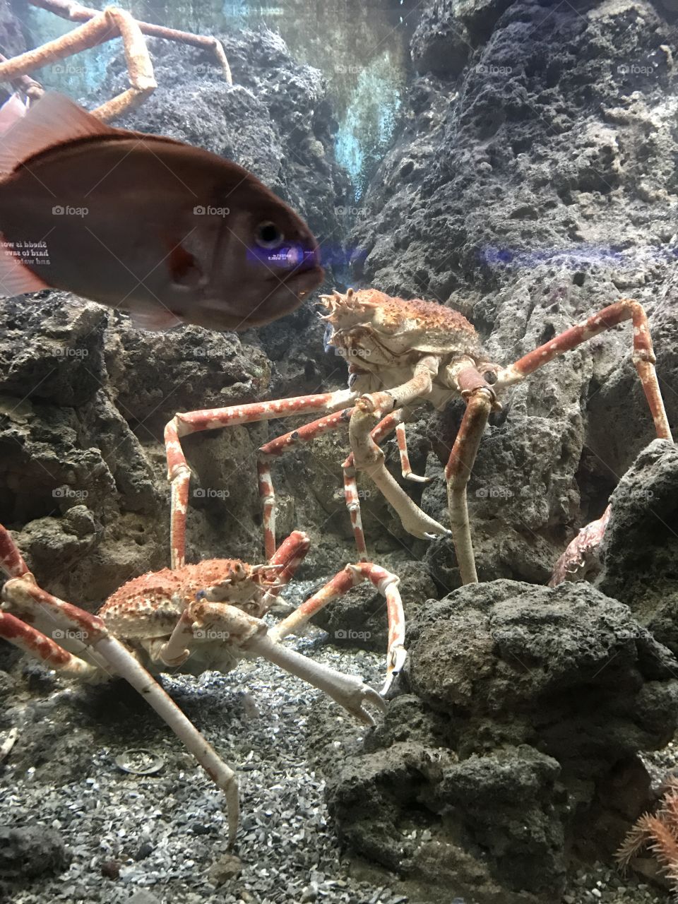 Crabs underwater 