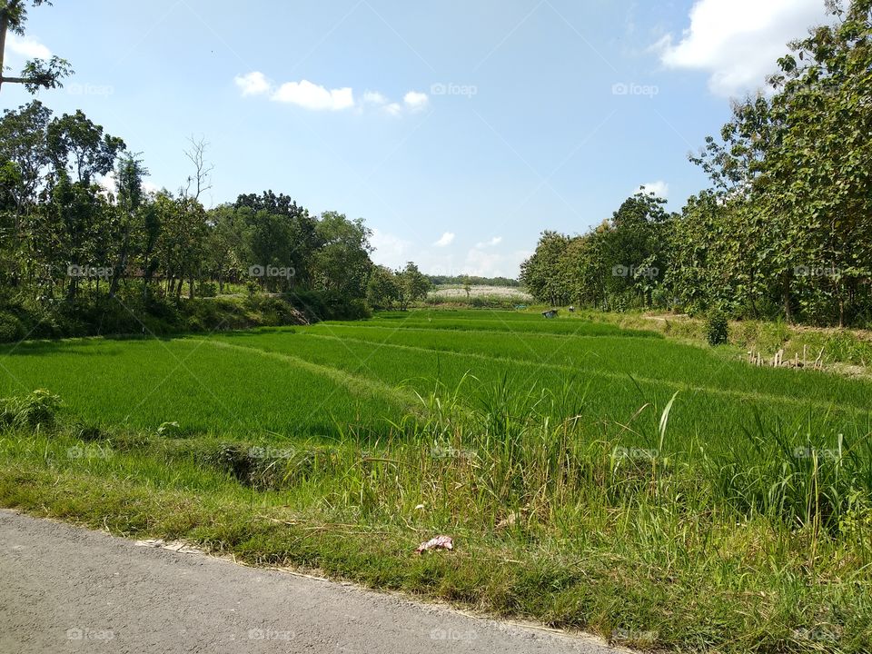 29 Foto Pemandangan Sawah Rudi Gambar