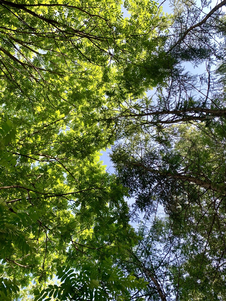 look up. Summer greens