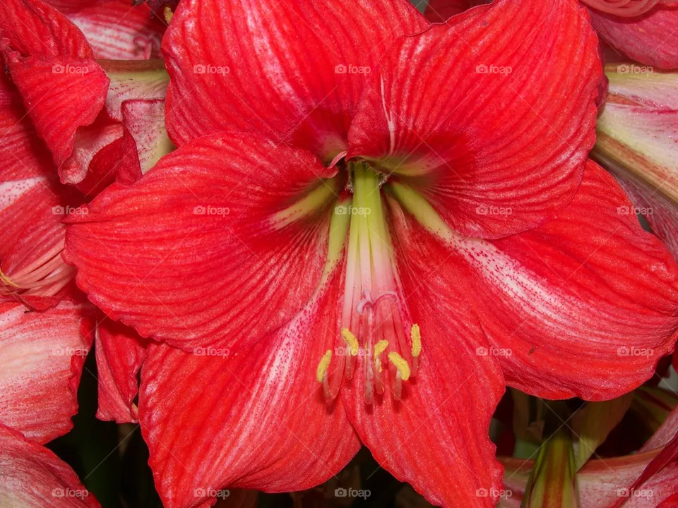 Lily
