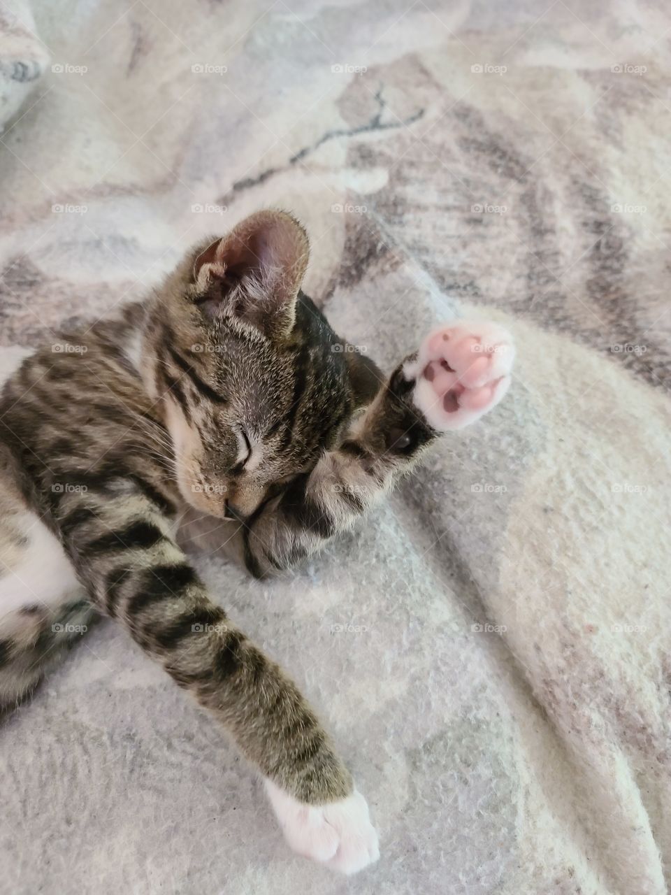 Sleeping Kitten / Gatito Durmiendo(2)