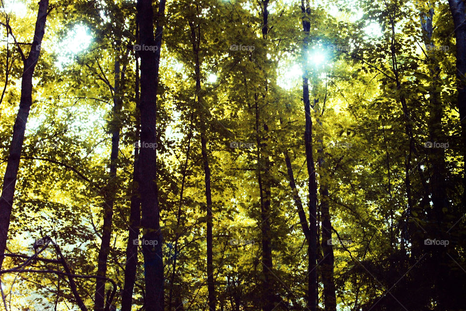 sun in trees. Sun and trees