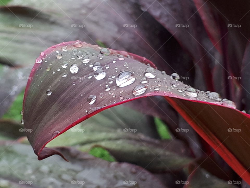 Rain drops no leaf