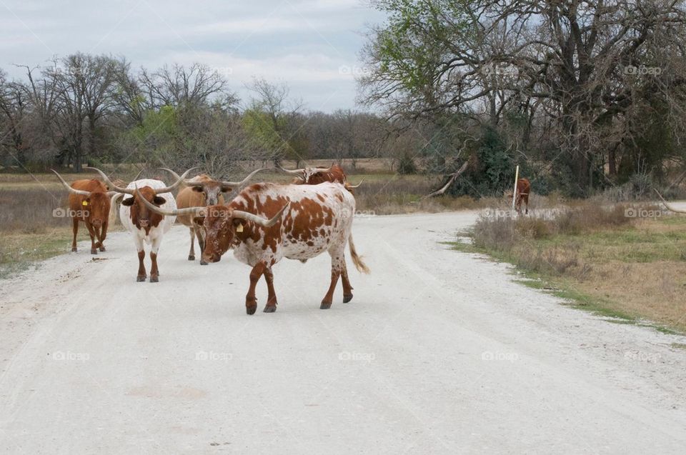 Longhorns Roaming 