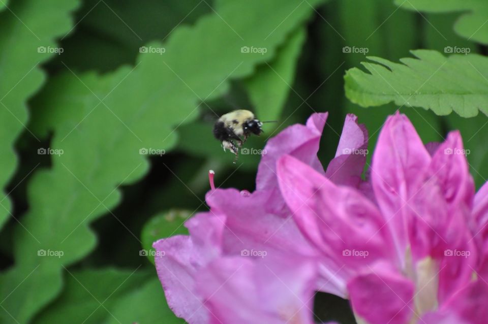 Bee