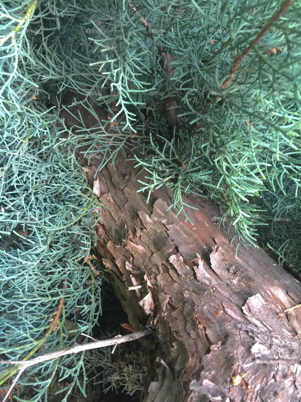 Tree trunk textured detail