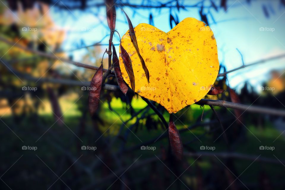 Bright Yellow leaf dangling off a branch in the shape of a heart.