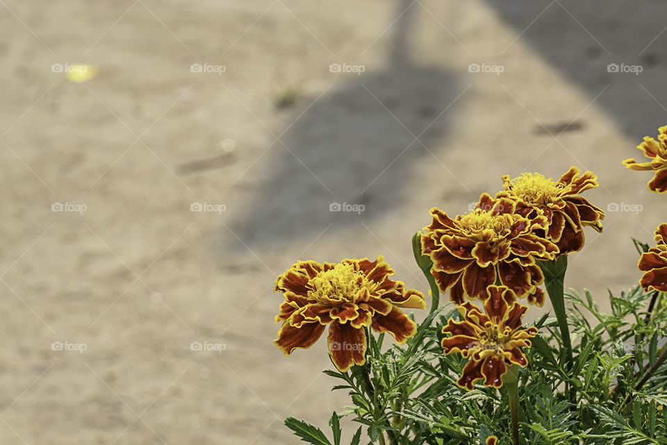 Yellow Marigold  flowers or Tagetes erecta in garden on green leaf background.