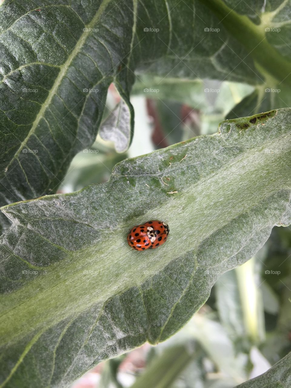 Ladybird love