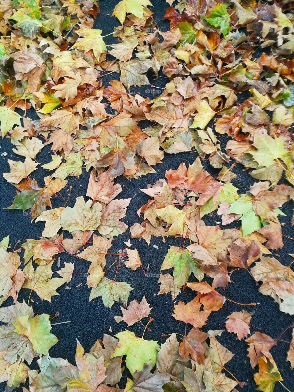 Fall, Leaf, Maple, Texture, Desktop
