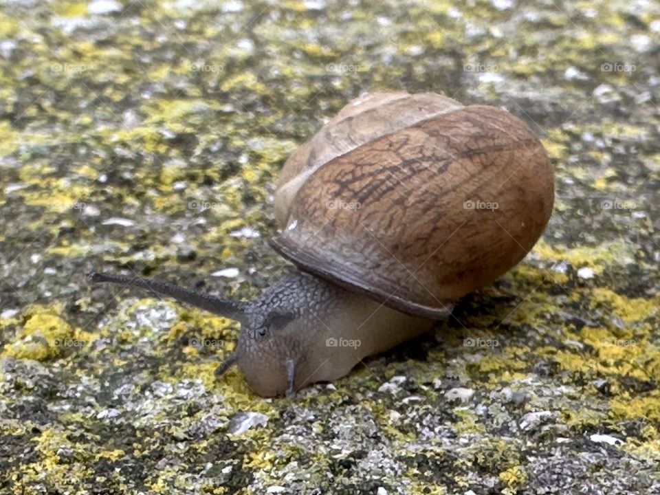 Close up view over a cute snail 