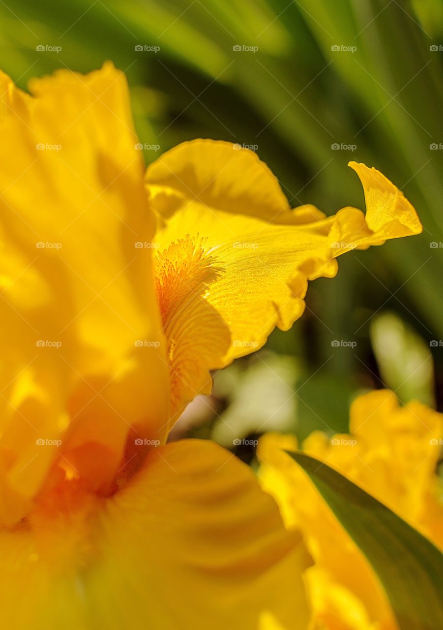 Yellow Iris closeup
