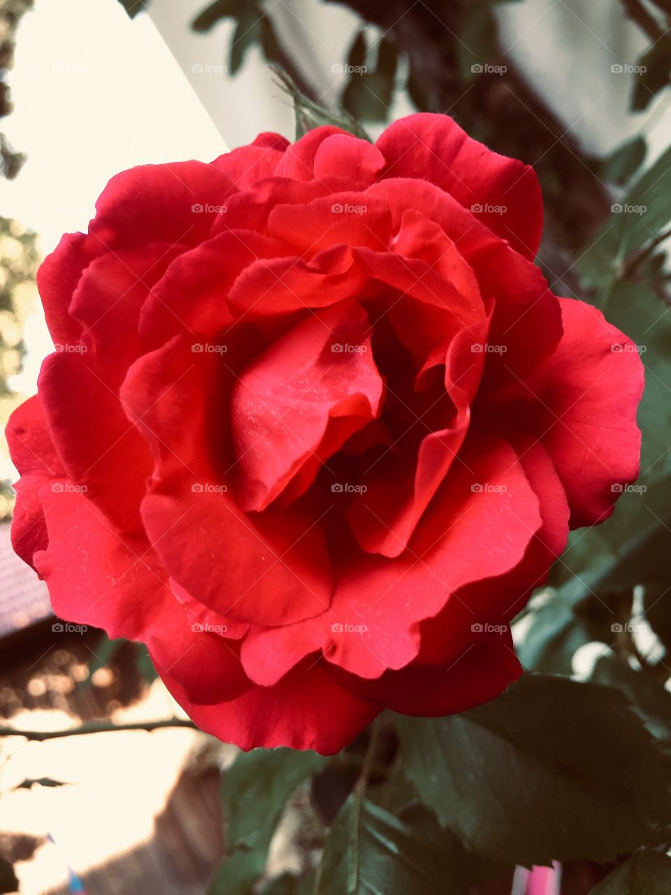 Red rose
