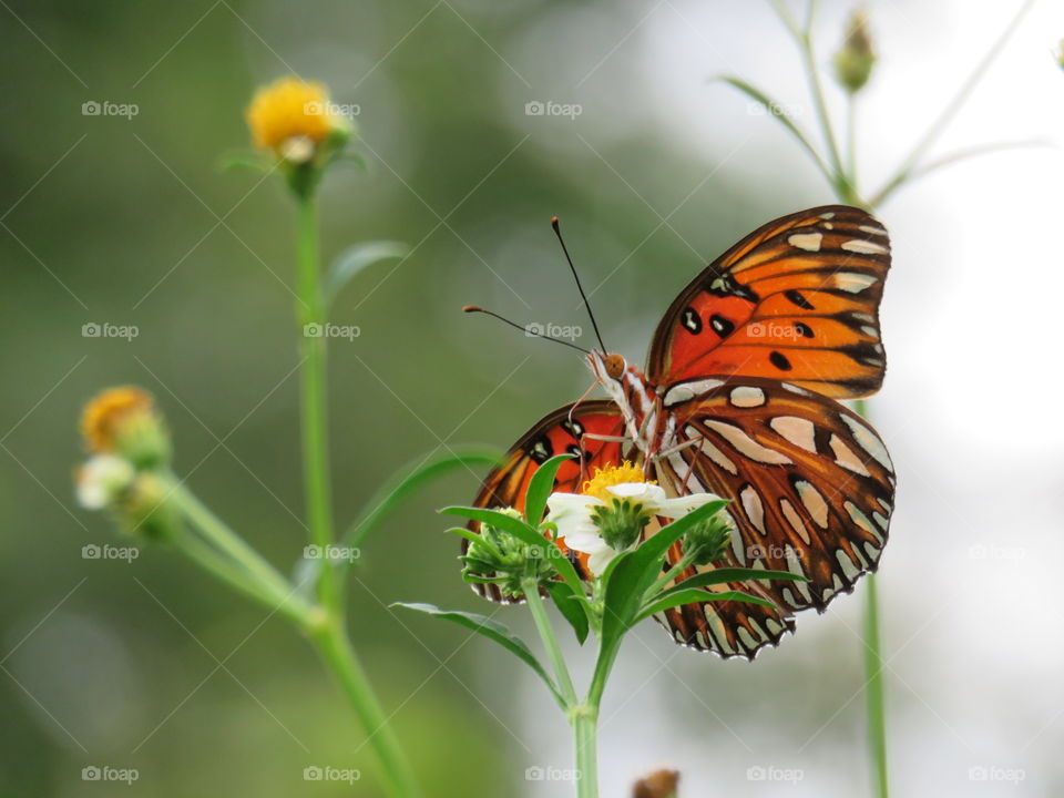 gulf fritillary