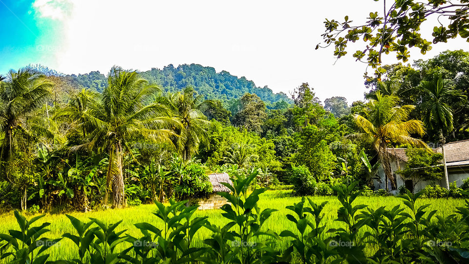 Colours of nature