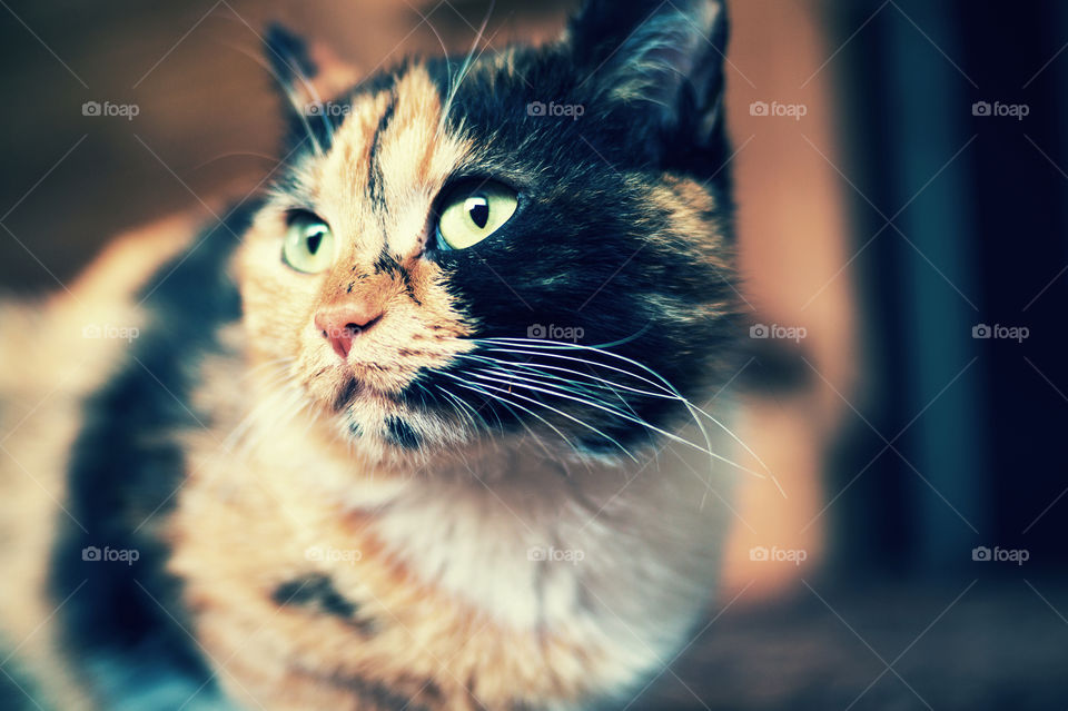 A tricolor cat at home looks to the side close-up