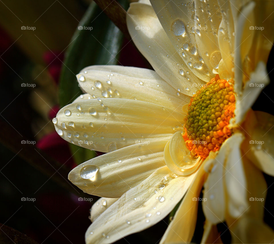 yellow flower petal rain by idon