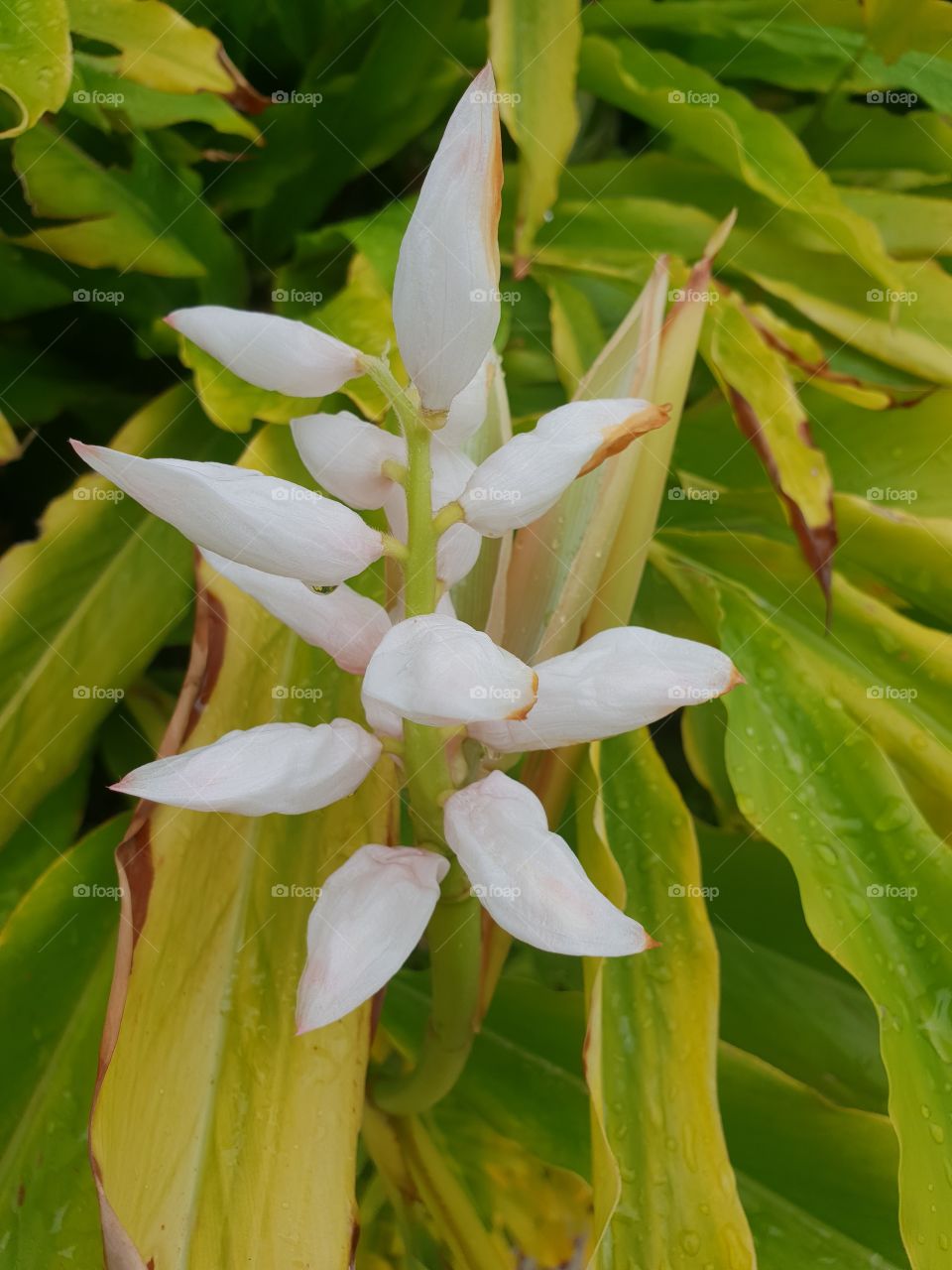 White bulb flowers