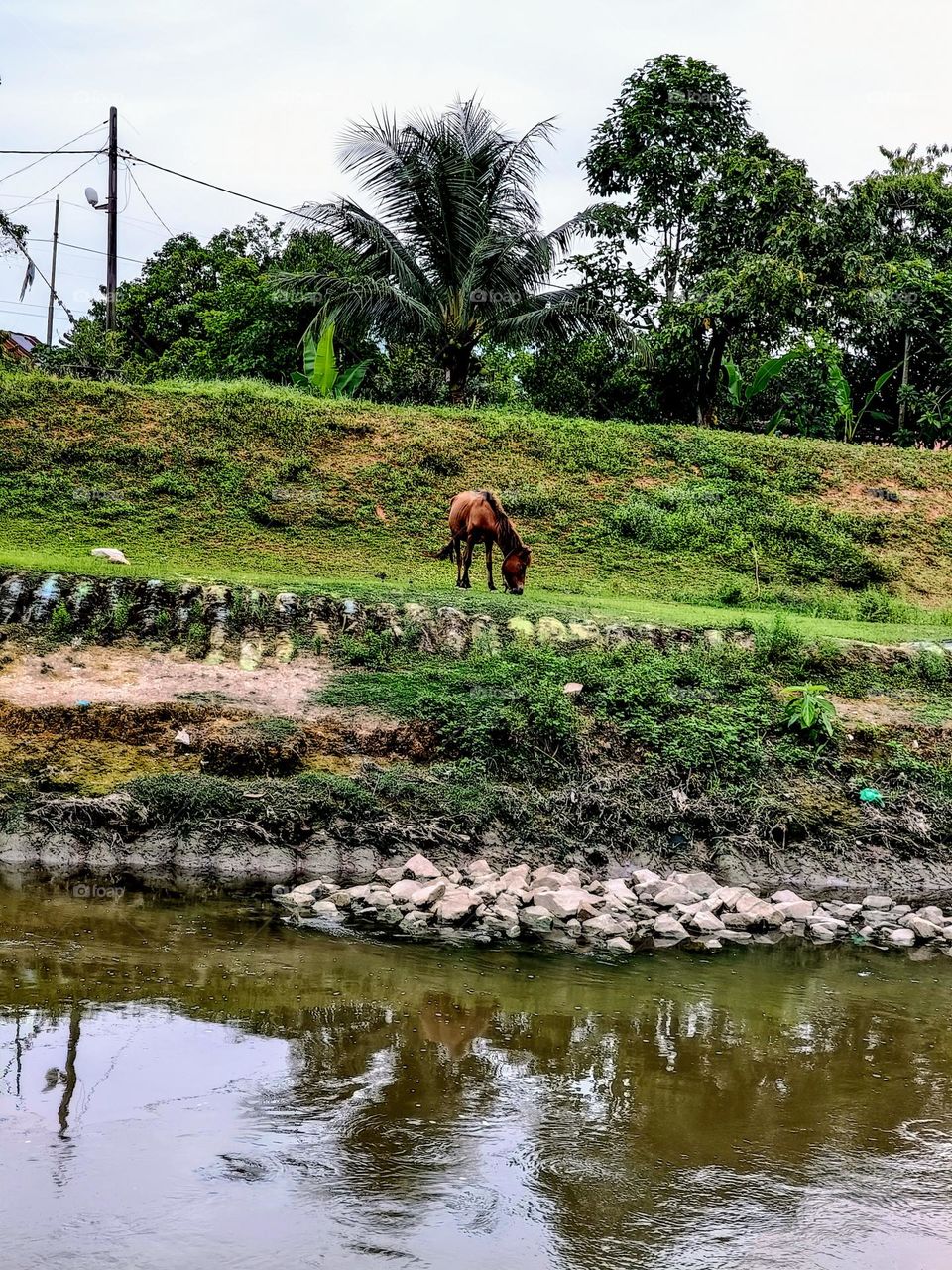 A horse grazing at the river side beside the road.