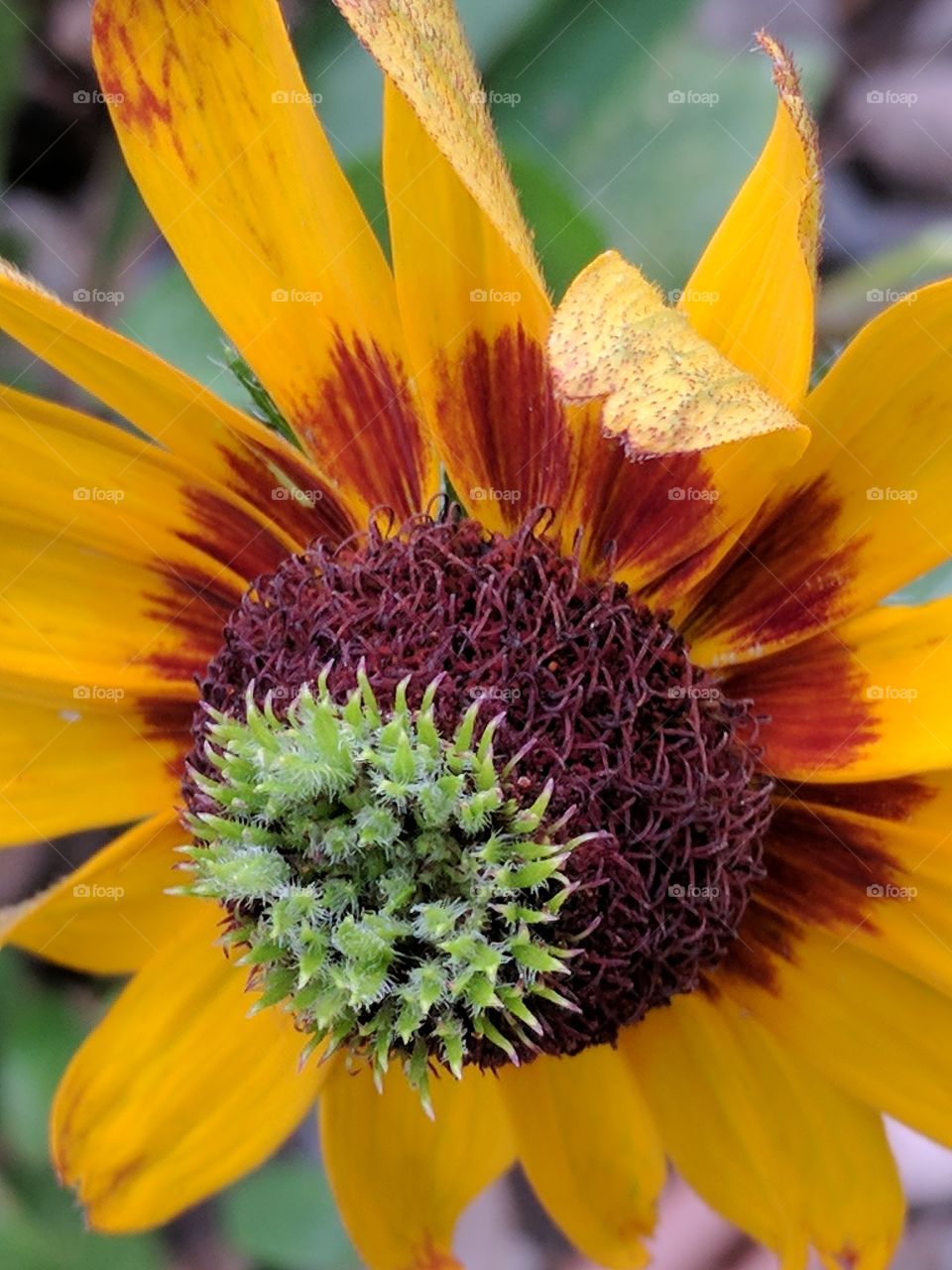 bright black eyed Susan